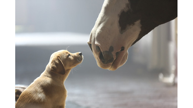 advertising-vietnam-sadvertising-khi-quang-cao-buon-tro-thanh-chien-luoc-cam-xuc-cua-cac-thuong-hieu-budweiser-puppy-love-1.jpg
