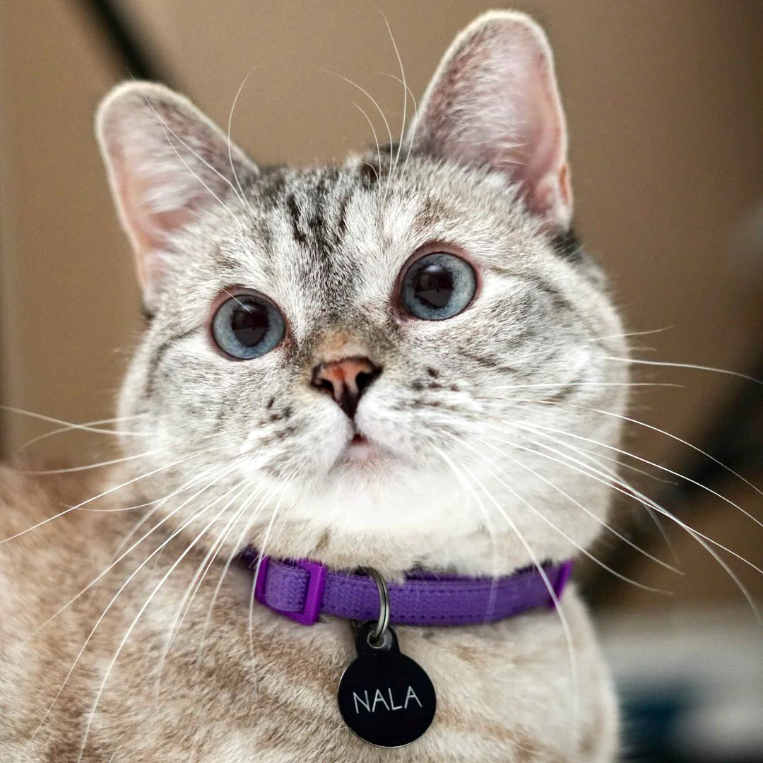pet-coded-marketing-tu-mascot-pet-influencer-den-ip-collaboration-thuong-hieu-dang-dung-thu-cung-nhu-the-nao-nala-cat-2.webp