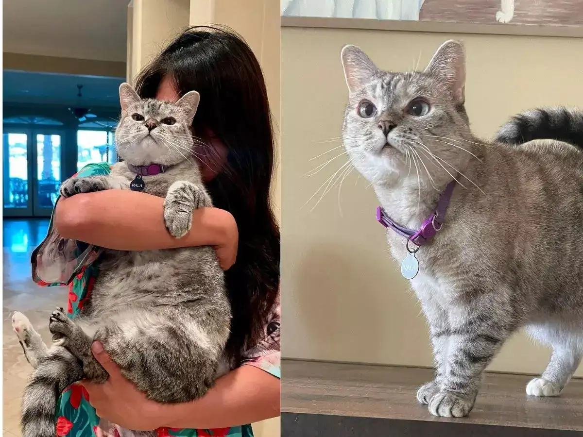 pet-coded-marketing-tu-mascot-pet-influencer-den-ip-collaboration-thuong-hieu-dang-dung-thu-cung-nhu-the-nao-nala-cat-1.webp