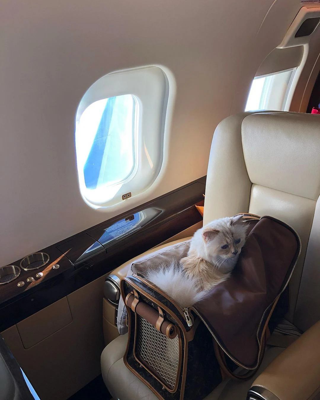 pet-coded-marketing-tu-mascot-pet-influencer-den-ip-collaboration-thuong-hieu-dang-dung-thu-cung-nhu-the-nao-choupette-4.webp
