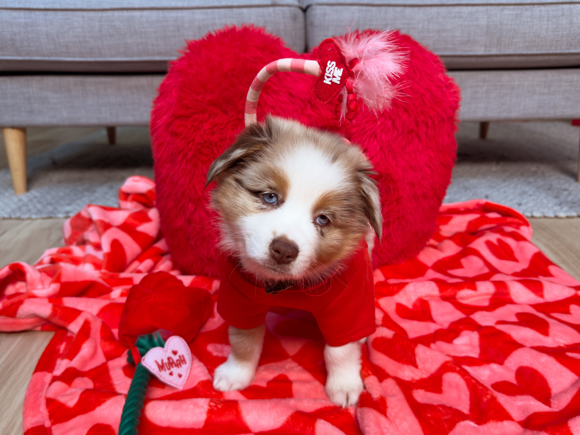 pet-coded-marketing-tu-mascot-pet-influencer-den-ip-collaboration-thuong-hieu-dang-dung-thu-cung-nhu-the-nao-petco-6 (1).jpg
