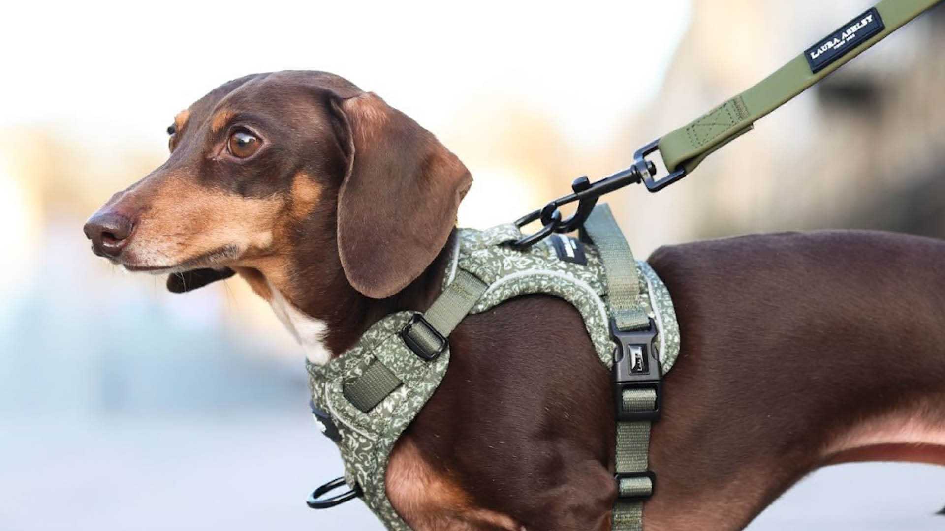 pet-coded-marketing-tu-mascot-pet-influencer-den-ip-collaboration-thuong-hieu-dang-dung-thu-cung-nhu-the-nao-authentic-k9-wear-2.jpg