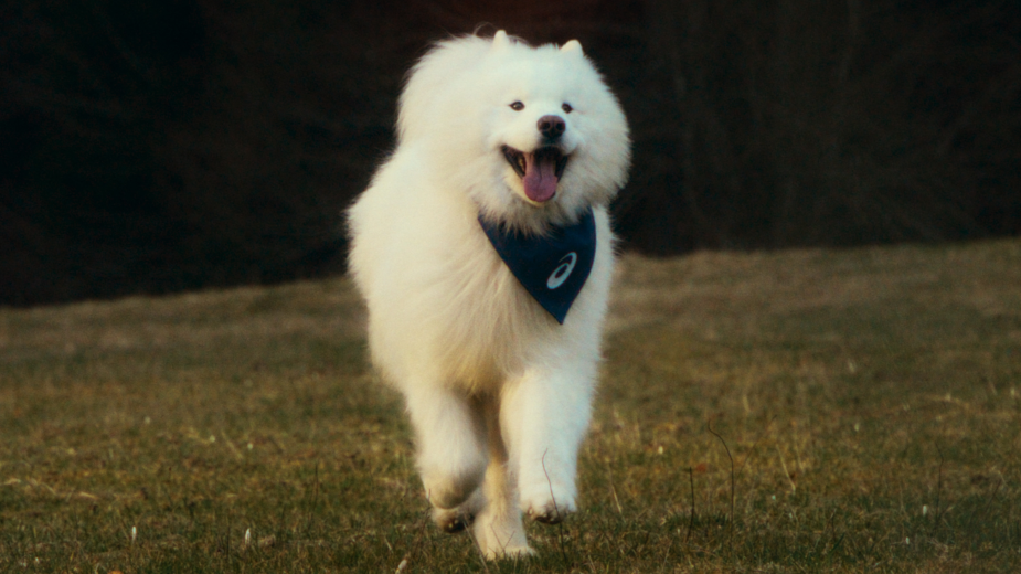 pet-coded-marketing-tu-mascot-pet-influencer-den-ip-collaboration-thuong-hieu-dang-dung-thu-cung-nhu-the-nao-asics-felix-3.png