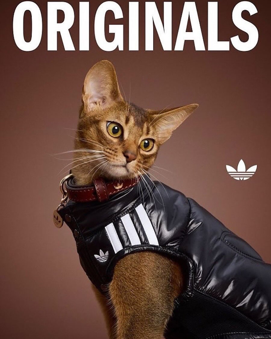 pet-coded-marketing-tu-mascot-pet-influencer-den-ip-collaboration-thuong-hieu-dang-dung-thu-cung-nhu-the-nao-adidas-4.jpg