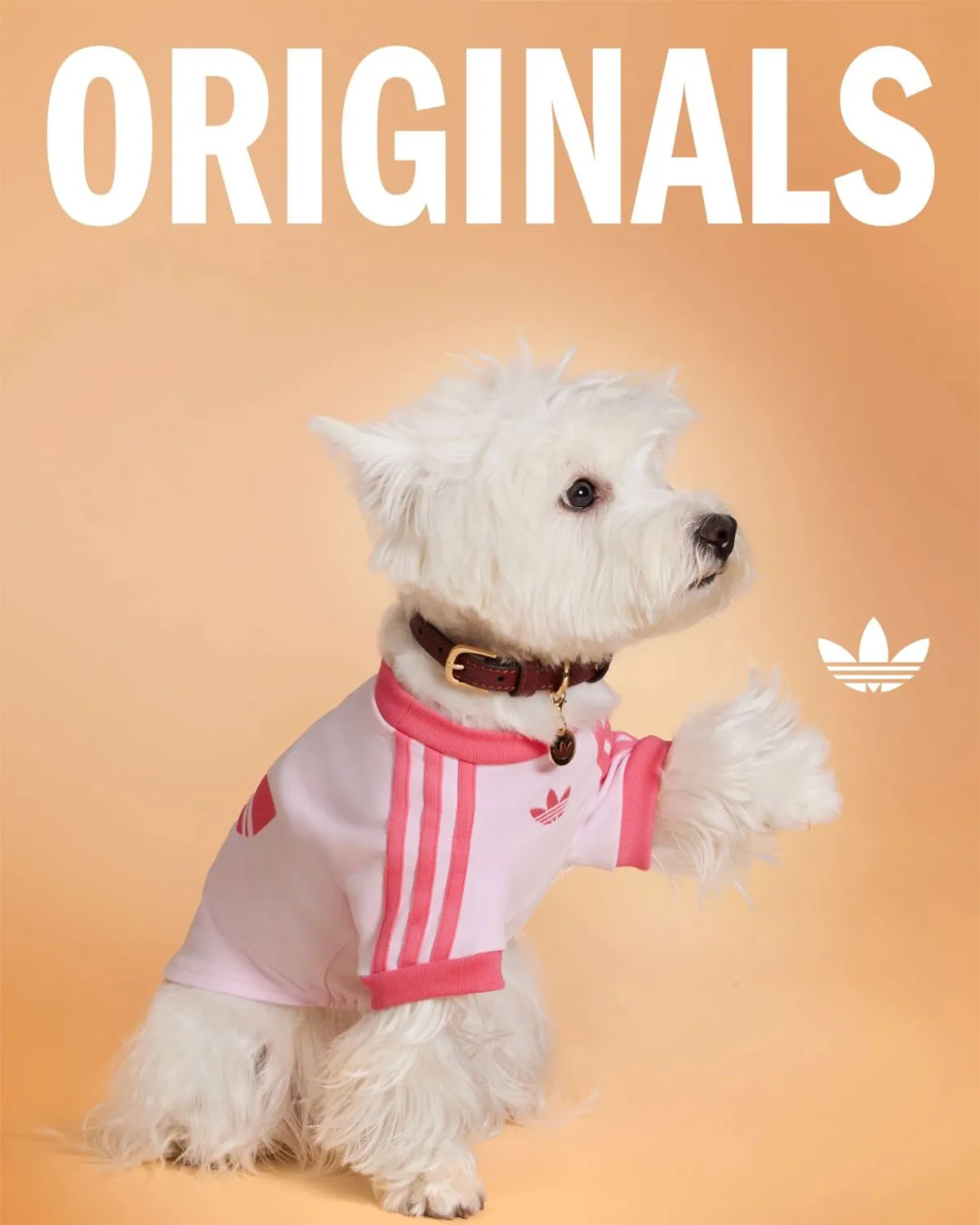 pet-coded-marketing-tu-mascot-pet-influencer-den-ip-collaboration-thuong-hieu-dang-dung-thu-cung-nhu-the-nao-adidas-2.webp