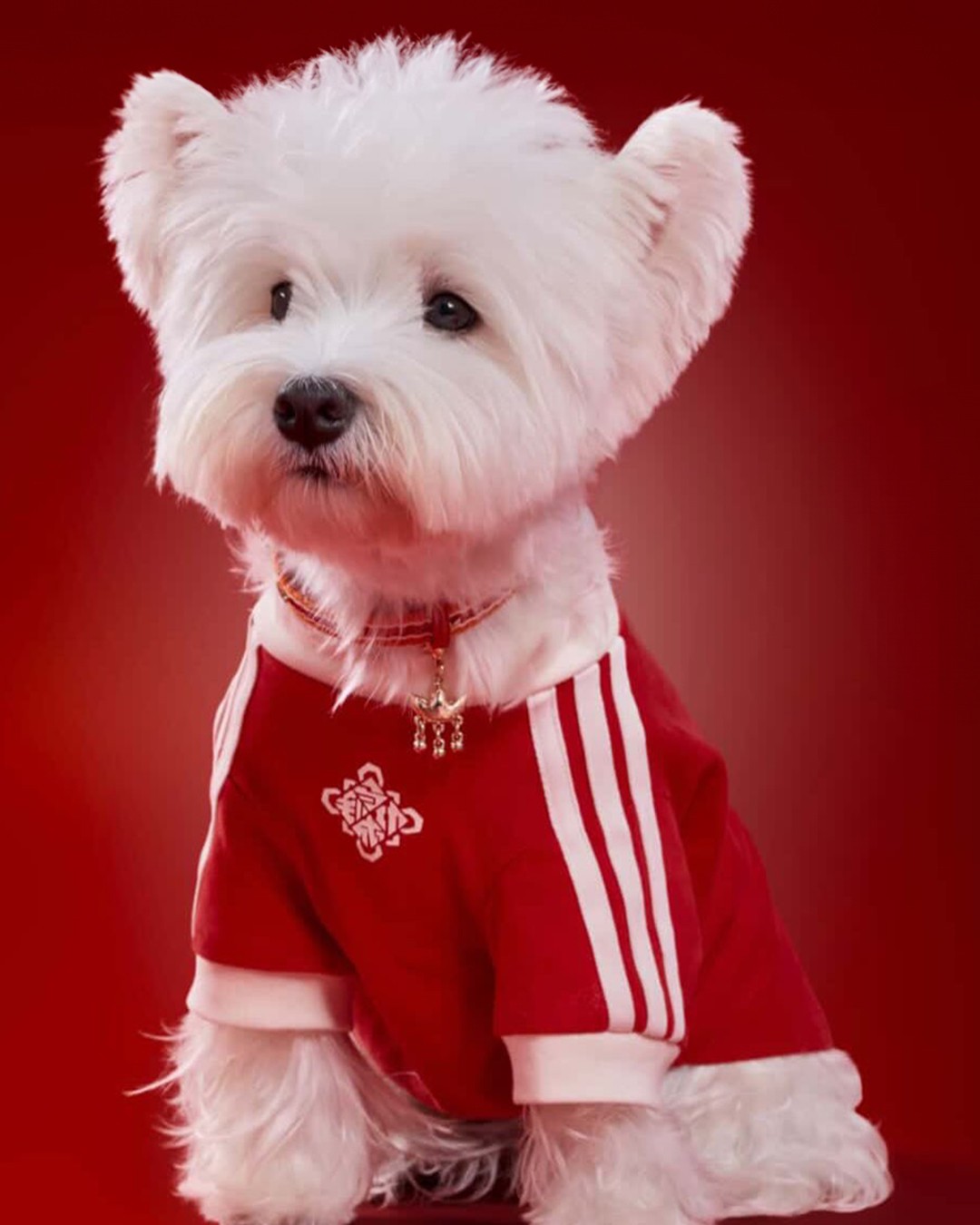 pet-coded-marketing-tu-mascot-pet-influencer-den-ip-collaboration-thuong-hieu-dang-dung-thu-cung-nhu-the-nao-adidas-3.jpg