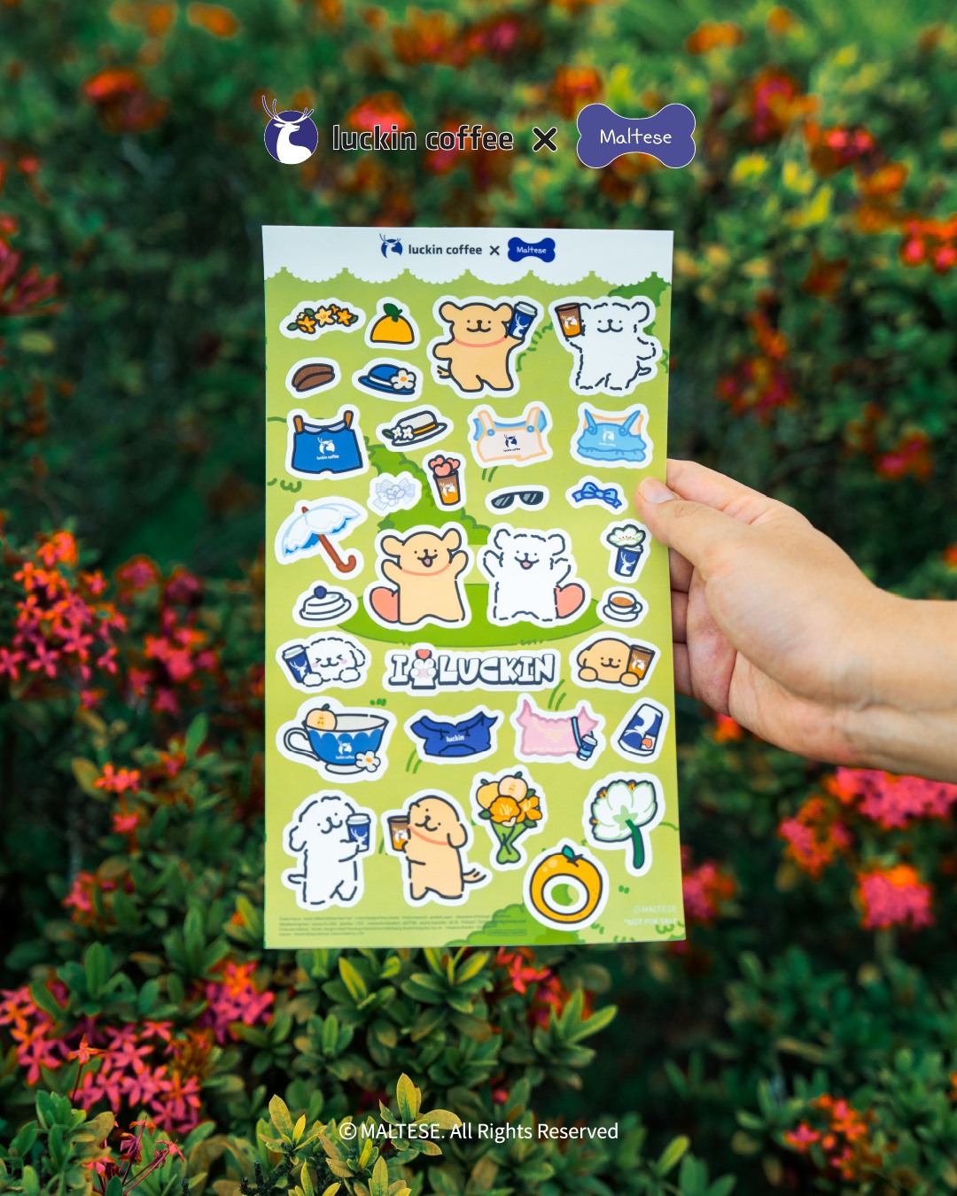 pet-coded-marketing-tu-mascot-pet-influencer-den-ip-collaboration-thuong-hieu-dang-dung-thu-cung-nhu-the-nao-luckin-coffee-maltese-1.jpg