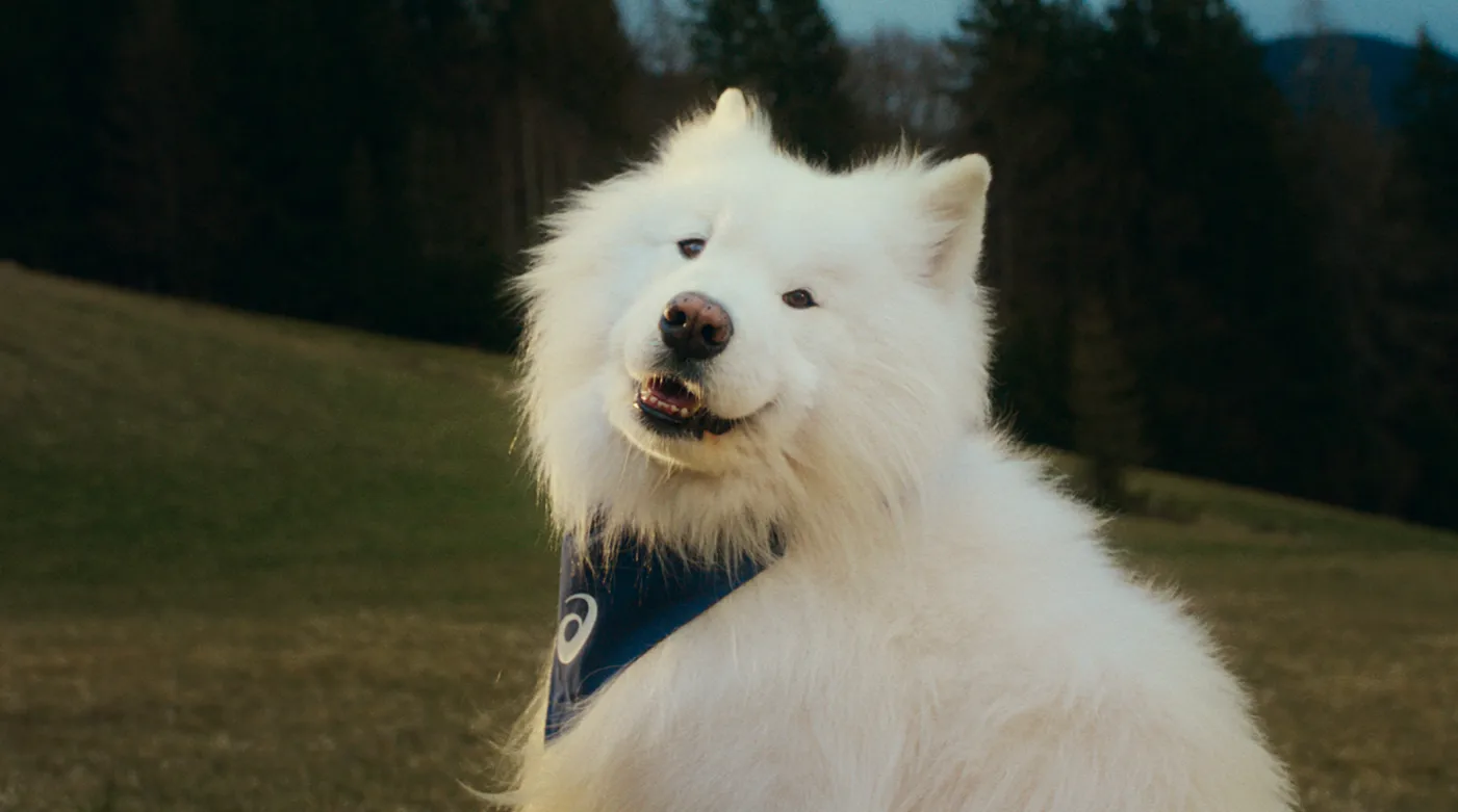 pet-coded-marketing-tu-mascot-pet-influencer-den-ip-collaboration-thuong-hieu-dang-dung-thu-cung-nhu-the-nao-asics-felix-2.webp