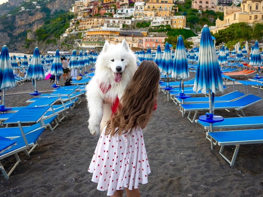 samojed-felix-journal-pets-e1750081449633.jpg