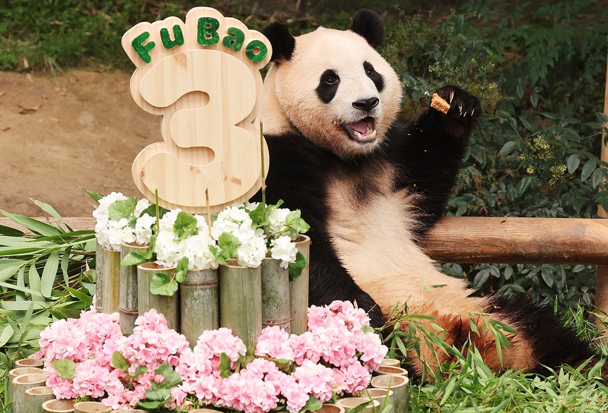 Fubao.jpg