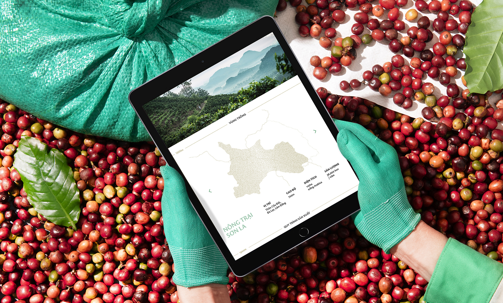Minh-Tien-Coffee-Tablet-Beans-Branding-Agency-Vietnam-Bratus-Agency-Logo-Designer-Vietnam.jpg